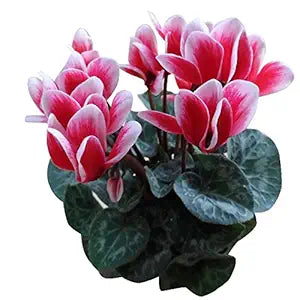 Pink Cyclamen Flower - for planting in home garden